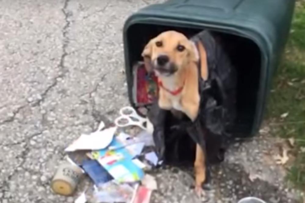 Prvo je IZGLADNJIVALA PSA, a onda ga BACILA U KONTEJNER: Vlasnica iz pakla je posle tri dana GORKO ZAŽALILA zbog toga! (VIDEO)
