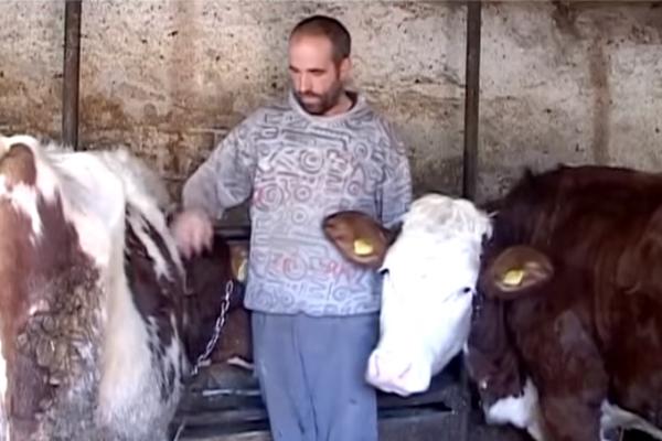 SELJAK IZ KURŠUMLIJE TRAŽI DA SA NJIM U ZATVOR IDE I 26 NJEGOVIH KRAVA: Ovakav zahtev srpski sistem nije imao do sada!