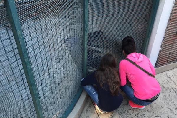 ONA UMIRE, PREDALA SE! Vlasnica je posetila Coku, vučicu o kojoj se priča danima! (VIDEO)