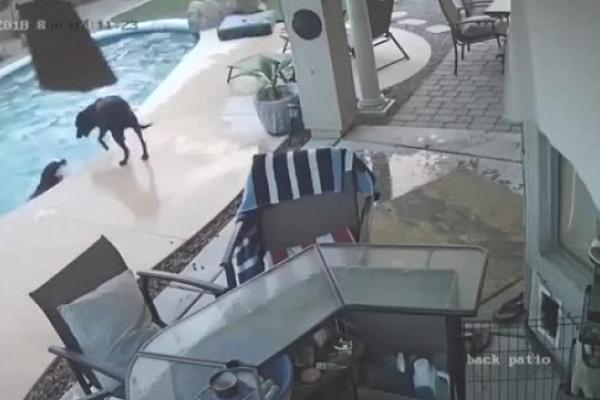 PAS SE DAVIO U BAZENU, A ONDA SE DESILO ČUDO: Nadzorna kamera snimila sve, ZAPREPASTIĆETE SE (VIDEO)