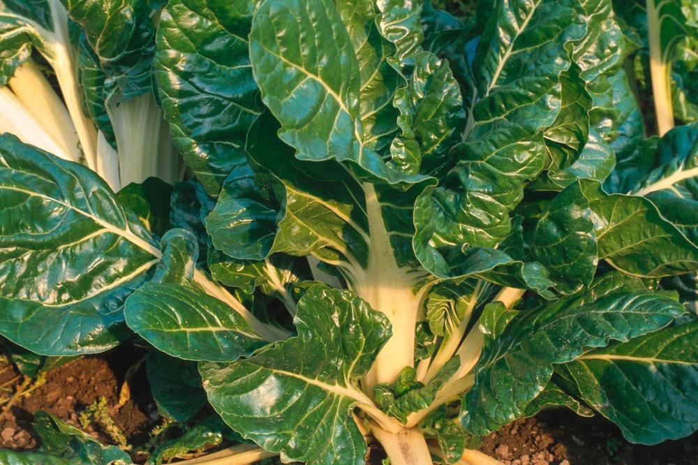 ZA OVO POVRĆE KAŽU DA SPREČAVA INFARKT I ALCHAJMERA! Srbi ga nerado jedu, a NEMA BOLJEG