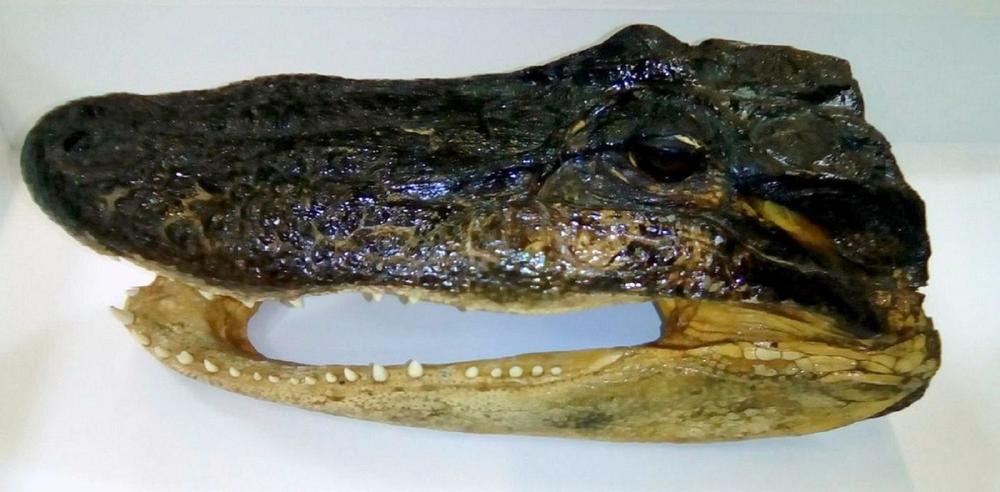 Glava aligatora