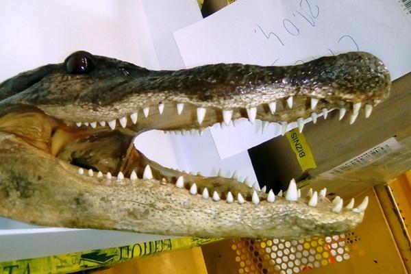 Otvorili su čudnu pošiljku, a ono što su tamo PRONAŠLI prevazilazi definiciju BIZARNOG (FOTO)