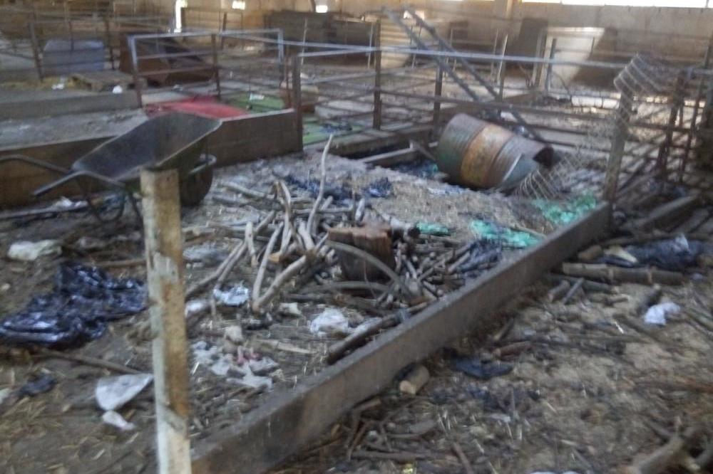 UŽASNI PRIZORI U LESKOVAČKOM AZILU ZA PSE: Životinje žive u STRAVIČNIM USLOVIMA, leševi su svuda okolo! (VIDEO)