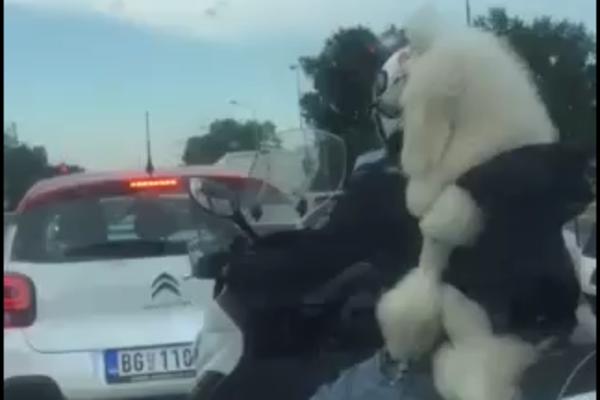 OKAČIO MU SE O LEĐA I VOZE SE MOTOROM: Pogledajte ovog neobičnog saputnika na ulici u CENTRU BEOGRADA! (VIDEO)