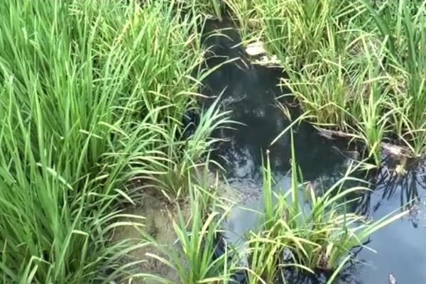 REKA U SRPSKOM SELU POSTALA CRNA! Meštani u panici, a prve posledice ZAGAĐENJA osetio je jedan PAS! (FOTO)