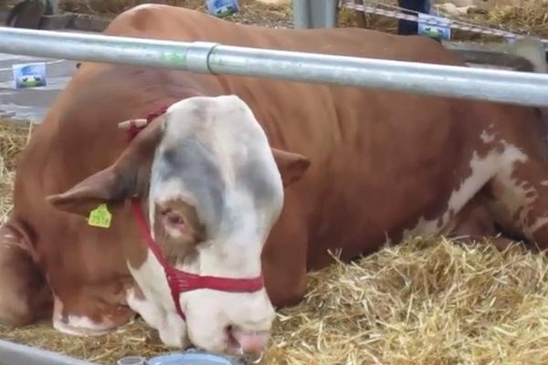 Bik Disko od 1.600 kg bio je danas glavni dasa u Novom Sadu! (VIDEO)