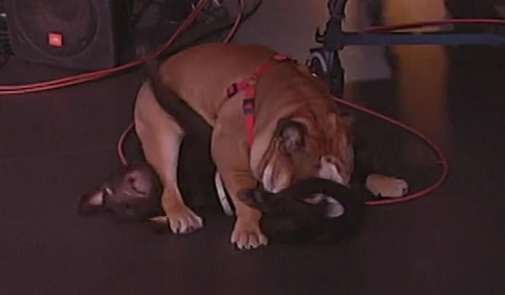 Ukrali su slavu voditeljima i pevačici  