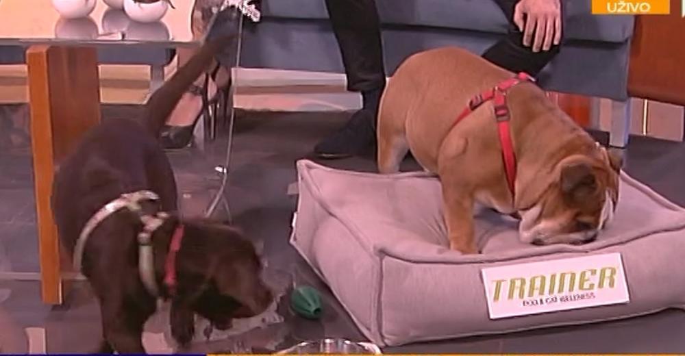 To je bila ljubav na prvi pogled između Prve i haka  