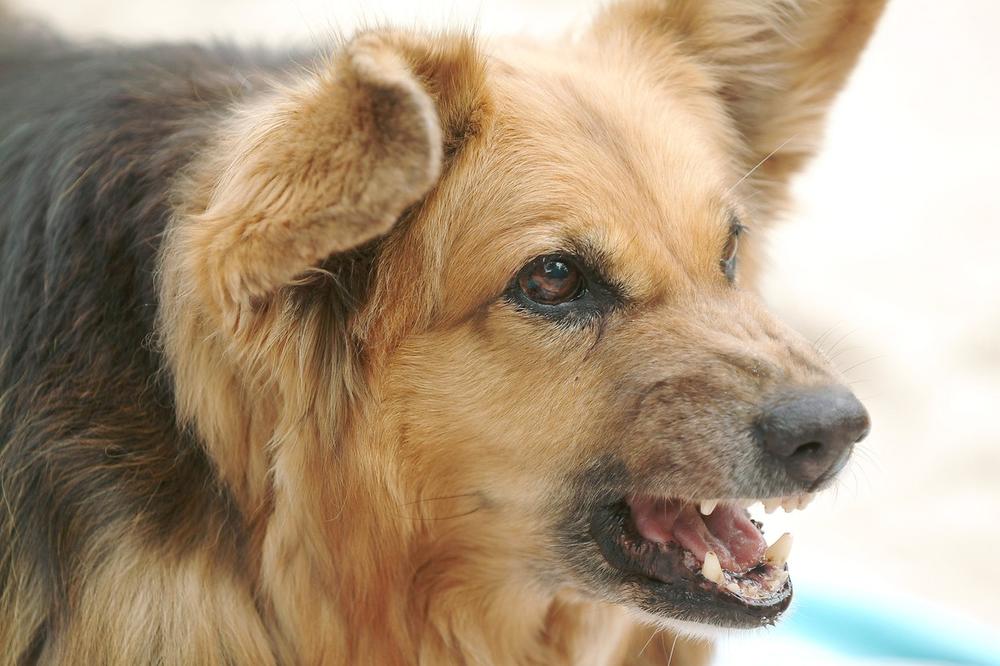 40 OPASNIH PASA SA KOSOVA DOŠLO PREKO GROBLJA, LJUDI SU PREPLAŠENI: Drama u selima kod Kuršumlije!