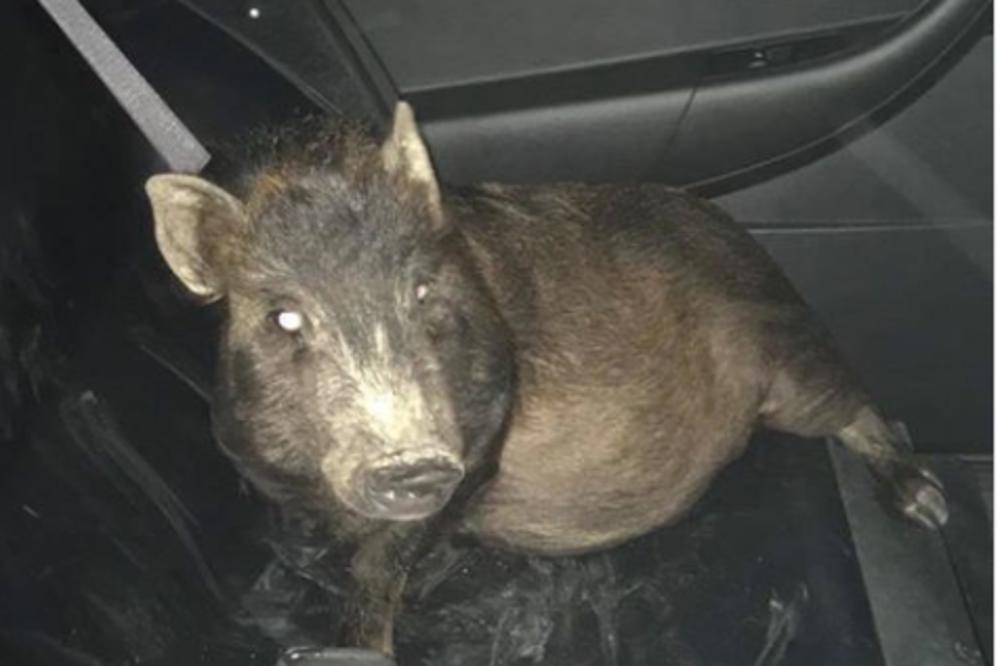 U POMOĆ, PRATI ME SVINJA! Policajci su se smejali ovom pozivu, ali kada su izašli na teren, IMALI SU ŠTA DA VIDE!