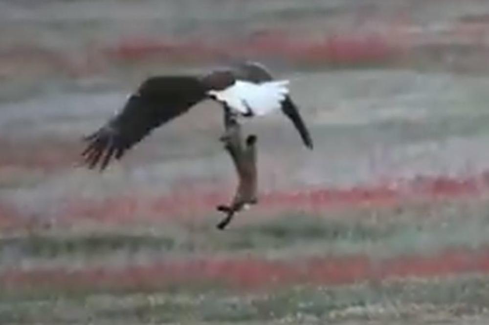 KRVAVA BITKA ORLA I LISICE OKO ZECA: Zapanjićete se kad vidite ko je izašao kao pobednik! (VIDEO)