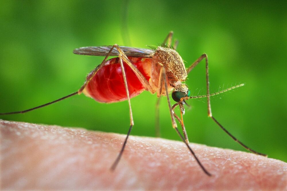 Komarci su poznati kao prenosnici brojnih virusa