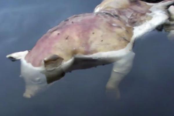 ŠTA JE OVO, POBOGU??? Pojavio se snimak MUTANTA sa SVINJSKOM GLAVOM i LJUDSKIM RUKAMA! (VIDEO)