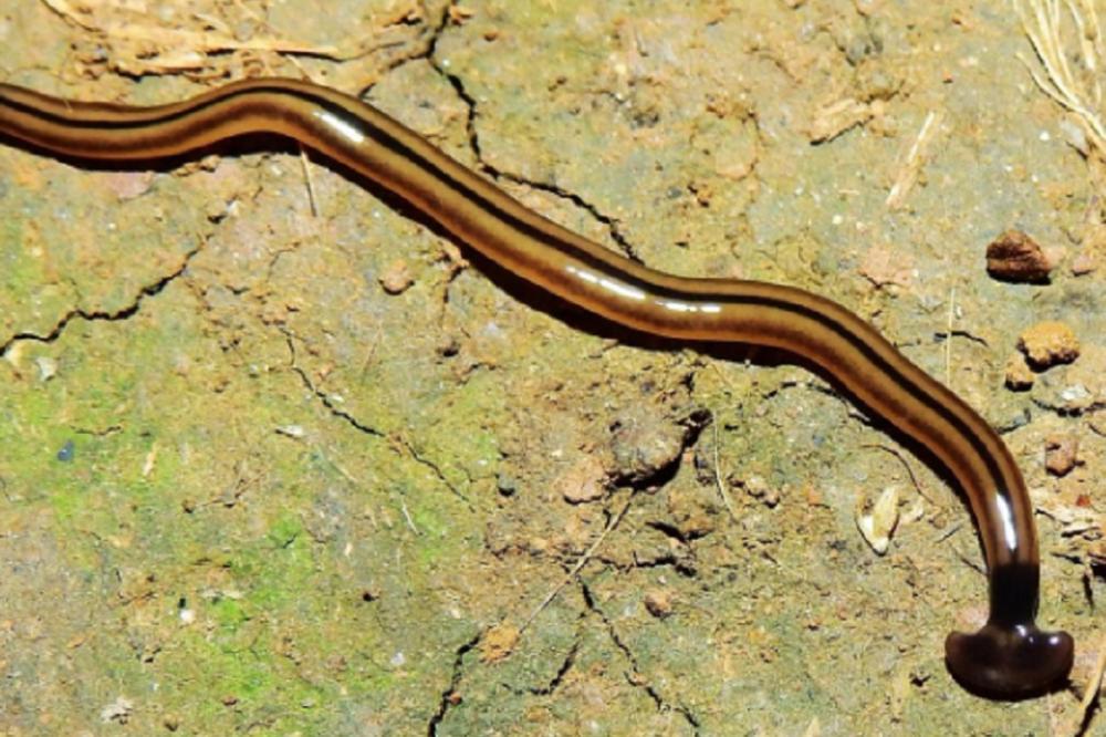 U ovom srpskom voću se nalazi najviše crva: Svi ga jedemo, a ne slutimo da i njih gutamo zajedno sa njim