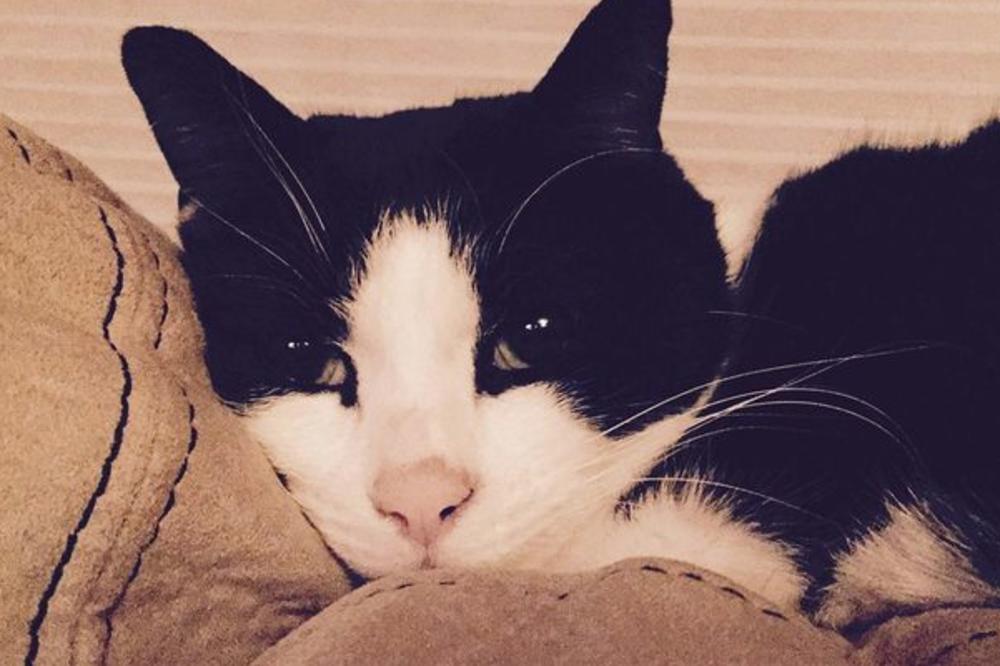 MAČAK IH SPASIO OD SIGURNE SMRTI: On nikad ne mjauče, ali to jutro je bio baš glasan! Onda smo otkrili i zašto!