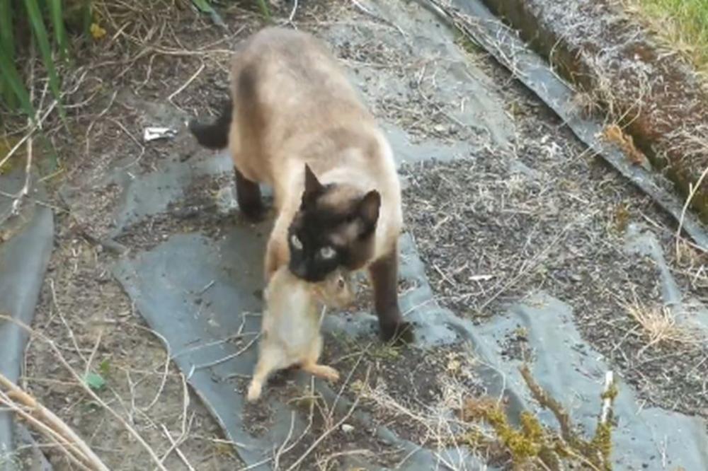 MALI ZEKA JE POBEGAO OD ZLE MAČKE, potrčao je u slobodu preko zelene livade... A ONDA GA JE SAČEKALA STRAŠNA SUDBINA! (VIDEO)
