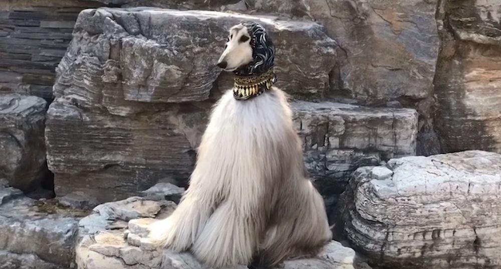 Vlasnik Kevin Čan troši neverovatnih 28.000 britanskih funti  na svog ljubimca  