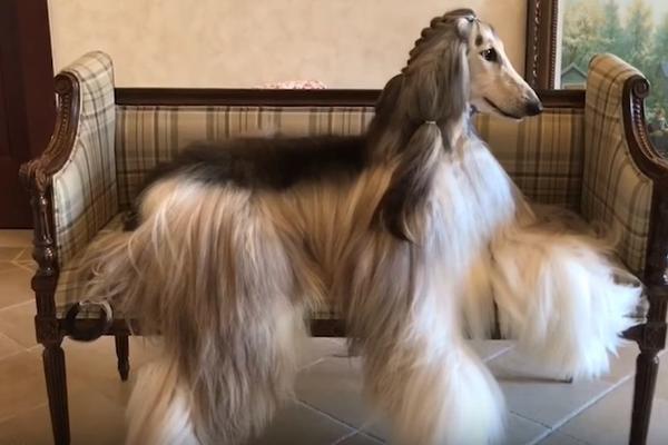 PAS S NAJSKUPLJOM FRIZUROM NA SVETU: Na njega troše 5.000 dolara MESEČNO! (FOTO) (VIDEO)