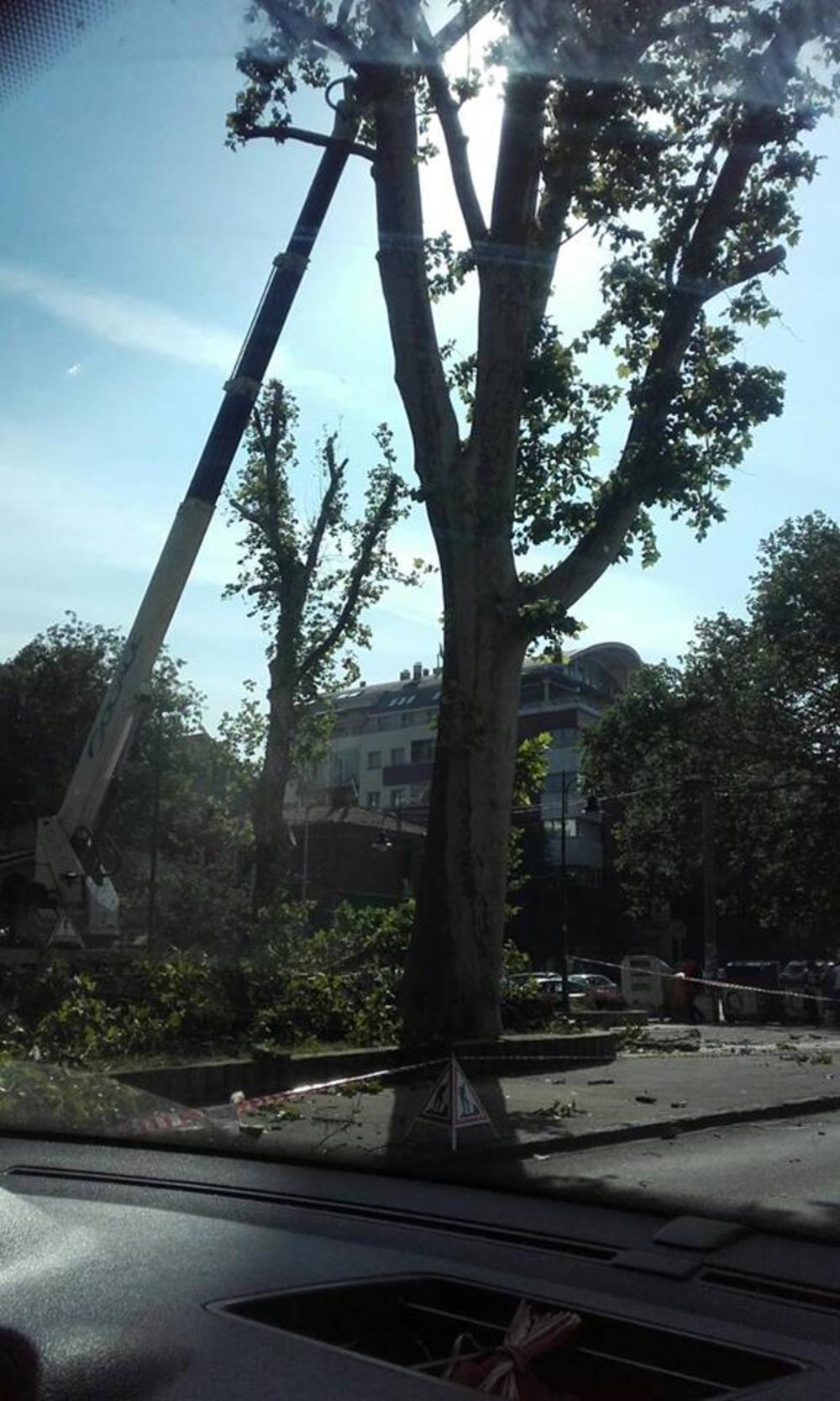 Oborena stabla kod Kalenić pijace  