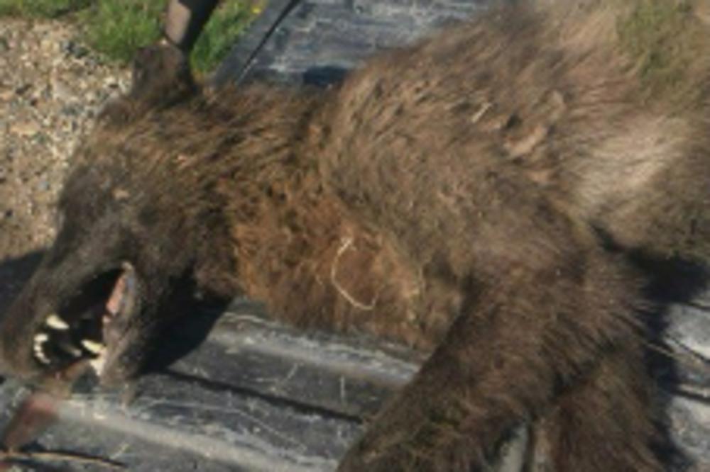 LJUDI, DA LI JE OVO STVORENJE VUKODLAK?! Uši su mu prevelike a noge prekratke, NAUČNICI ne znaju šta je!  (FOTO)