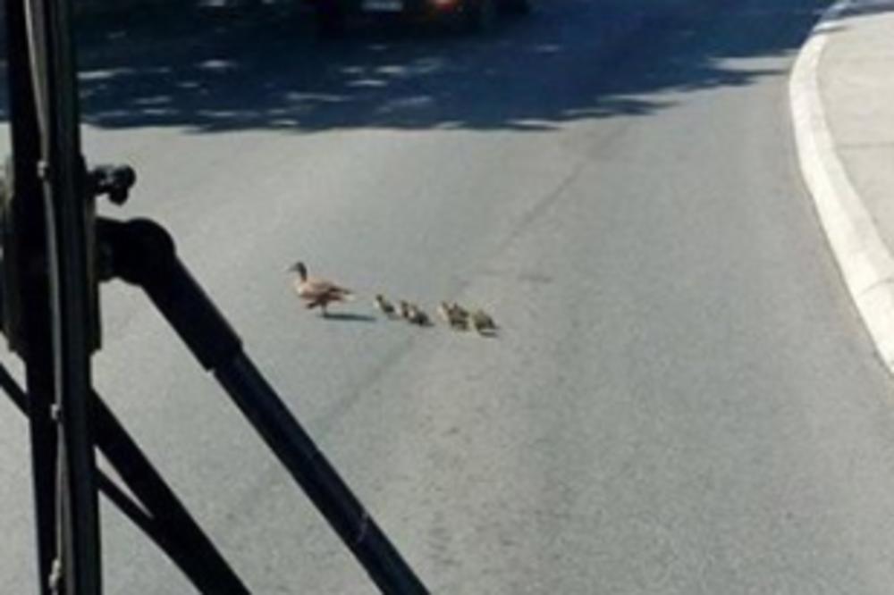 KAKAV GEST! Vozač na liniji 50 ZAUSTAVIO autobus da bi patka sa pačićima prešla ulicu! (FOTO)