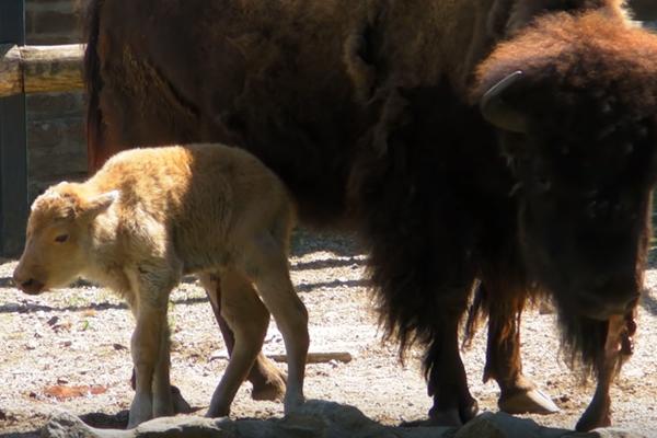 BELI BIZON KOJI SE RODIO U BEOGRADU DONOSI NAM NEŠTO FANTASTIČNO! Evo šta kaže LEGENDA LAKOTA INDIJANACA! (VIDEO)