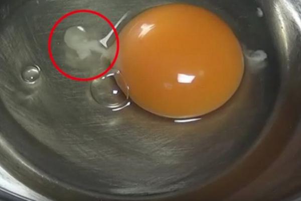 SIGURNO STE NEKAD PRIMETILI OVU BELU MRLJU U JAJETU: Ne izgleda privlačno, ali ima veoma važnu ulogu (VIDEO)