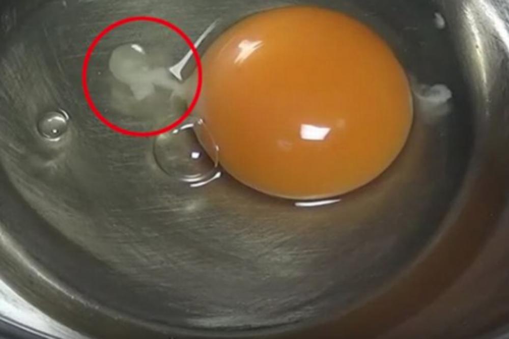 SIGURNO STE NEKAD PRIMETILI OVU BELU MRLJU U JAJETU: Ne izgleda privlačno, ali ima veoma važnu ulogu (VIDEO)