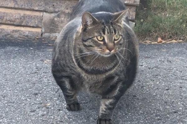 ZOVU GA MAČKENEGER: Ovaj mačor bilder je osvojio ceo svet, NIKO NE MOŽE DA VERUJE KOLIKE MIŠIĆE IMA! (VIDEO)