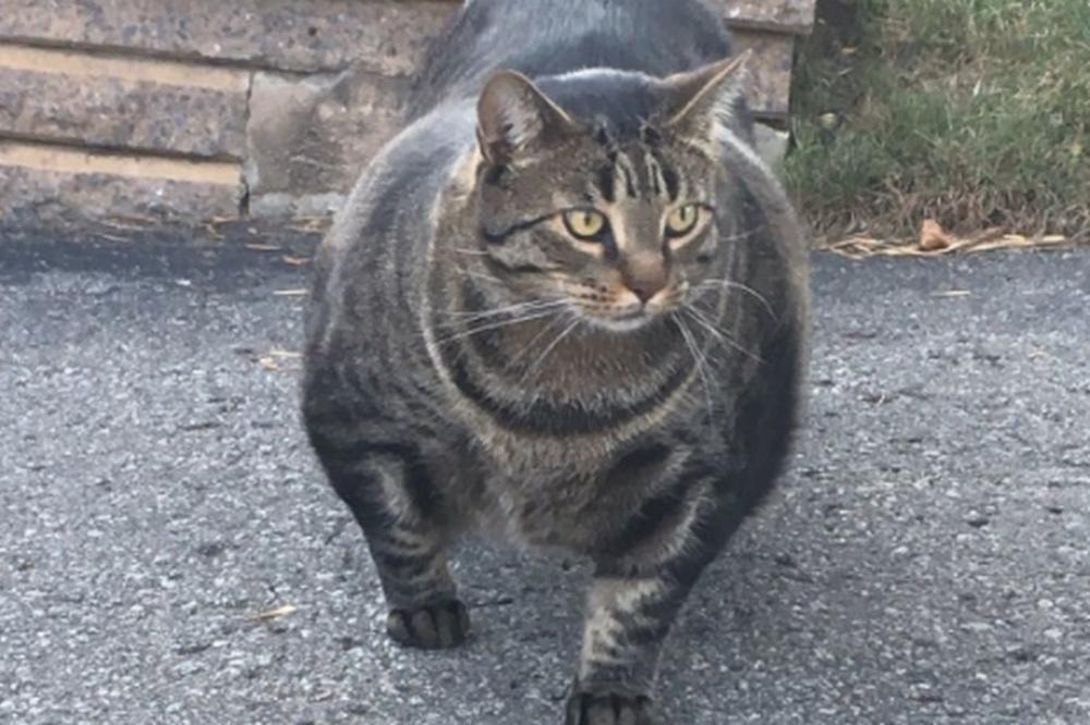 ZOVU GA MAČKENEGER: Ovaj mačor bilder je osvojio ceo svet, NIKO NE MOŽE DA VERUJE KOLIKE MIŠIĆE IMA! (VIDEO)