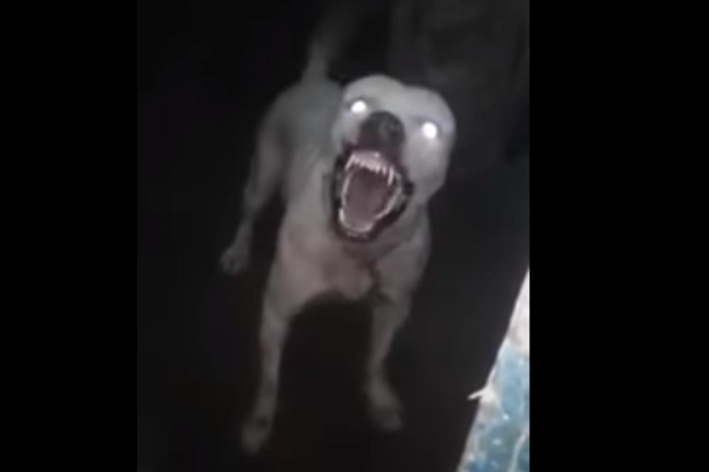 HOROR, BEBU OD 8 MESECI RASTRGAO PIT BUL TERIJER: Beba je bila u bakinoj kući!