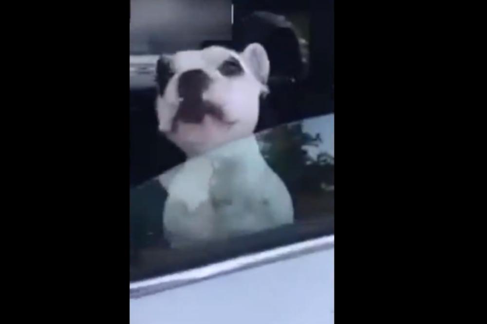 PAS PEVAČ JE NAJVEĆI HIT NA INTERNETU: Ljudi ovaj snimak gledaju po 10 PUTA! (VIDEO)