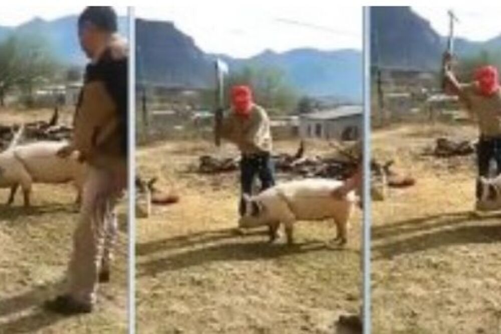 KARMA JE ČUDO: Pokušao je da ubije svinju SEKIROM, a u sledećem trenutku je ZAŽALIO! (VIDEO)