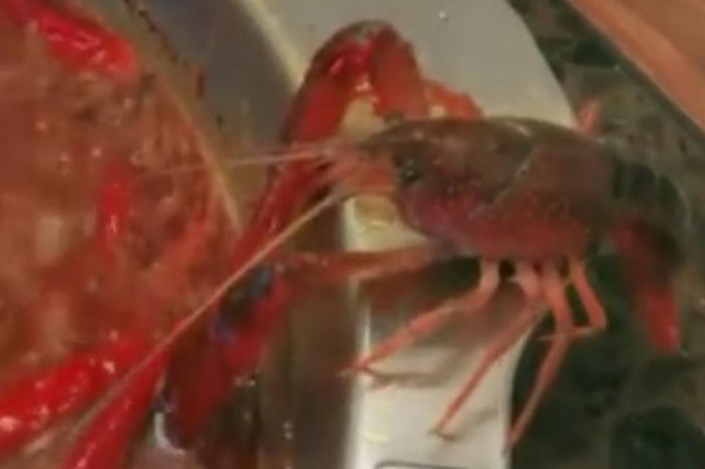 OČAJNIČKI POTEZ RAKA SNIMLJEN KAMEROM: Kakav ćete ukus u ustima imati posle ovog snimka? (VIDEO)