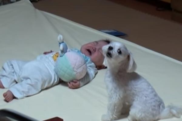 BEBA JE LEŽALA NA PODU I PLAKALA, a onda je prišao PAS: Majka je ostala u ČUDU kada je zatekla ovaj PRIZOR! (VIDEO)