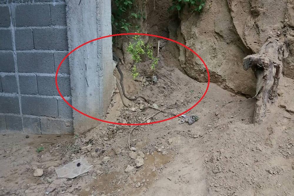 Ovde niko neće smeti da se šeta od maja do avgusta: 4 vrste zmija samo mile!