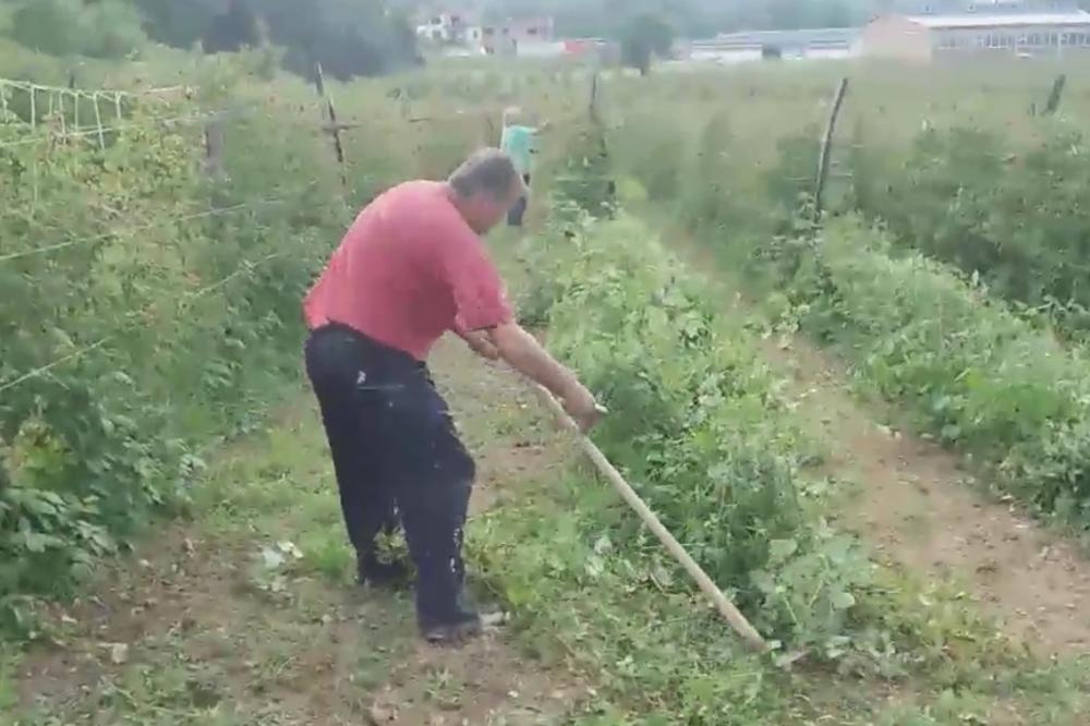 PROIZVOĐAČ MALINA POTPUNO ODLEPIO I POKOSIO SVE ŠTO JE SADIO! Ovako reaguju ljudi kojima nude 100 dinara po kilogramu malina (VIDEO)