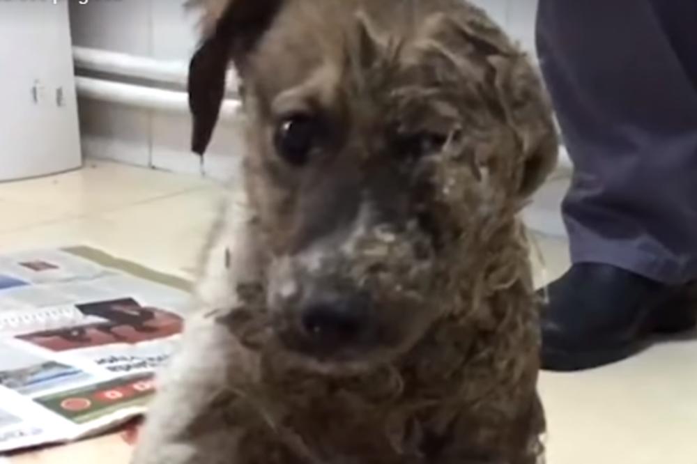 DECA SU JADNOG PSA PREKLILA LEPKOM I BLATOM: A onda su ga pronašli dobri ljudi i doživeo je sjajnu TRANSFORMACIJU! (VIDEO)