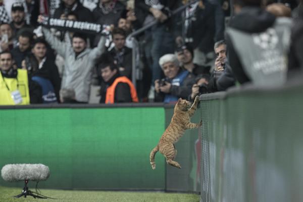 Kazna od 34.000 evra zato što je mačka upala na teren i prekinula meč osmine finala Lige šampiona! (VIDEO)