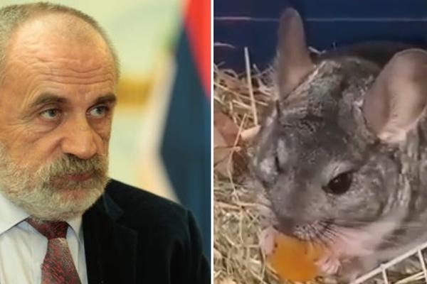 MNOGO TOGA NIJE PRAVEDNO, U DŽUNGLI ŽIVOTINJE UBIJAJU LJUDE! Rističević hoće  da legalizuje ubijanje činčila, OSEĆA SE GADAN VONJ LIČNOG INTERESA? (FOTO)
