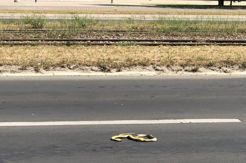 ZMIJA DUGA METAR I PO MILI PO NOVOM BEOGRADU! Gmizavac se pojavio u Belvilu, prestonica u panici! (UZNEMIRUJUĆI VIDEO)