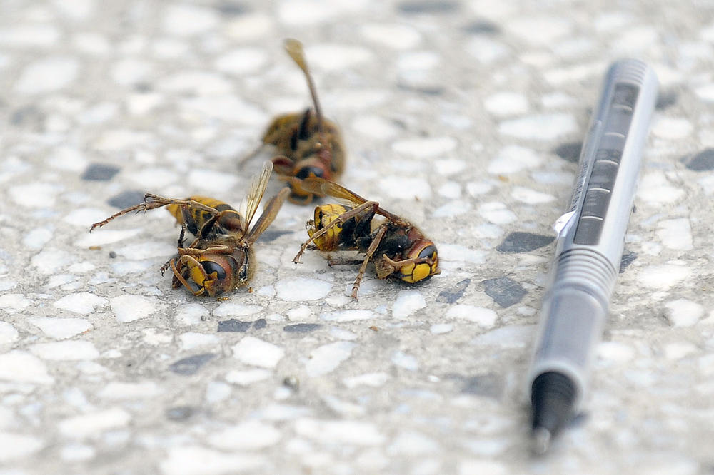OPASNO PO ŽIVOT: Evo šta treba da uradite kad vas UBODE stršljen!