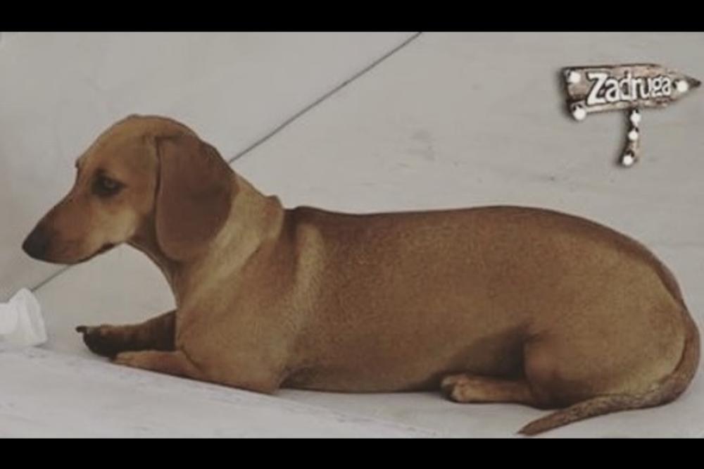 POTRESNA SCENA U ZADRUZI, DA LI STE VIDELI ŽUTU DANAS?! Ovaj snimak mnoge je RASPLAKAO, a sada je nastala i PANIKA (VIDEO)