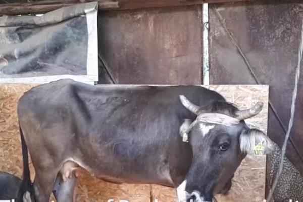 KRAVA ZA KOJOM JE POLUDEO CEO SVET: Bugarska htela da je uspava jer je bila u Srbiji, ali onda se njena sudbina preokrenula! (VIDEO)