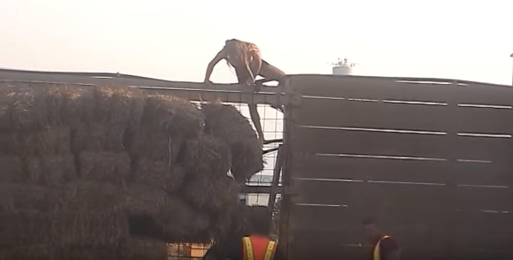 Trenutak kad je Nadežda preskočila ogradu u Zadruzi  