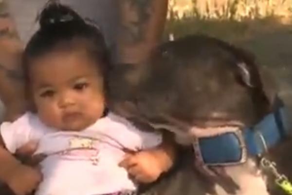 IZVUKLA JE BEBU IZ ZGRADE DRŽEĆI JE ZA PELENU! Ženka pit bula spasila porodicu od POŽARA! (VIDEO)