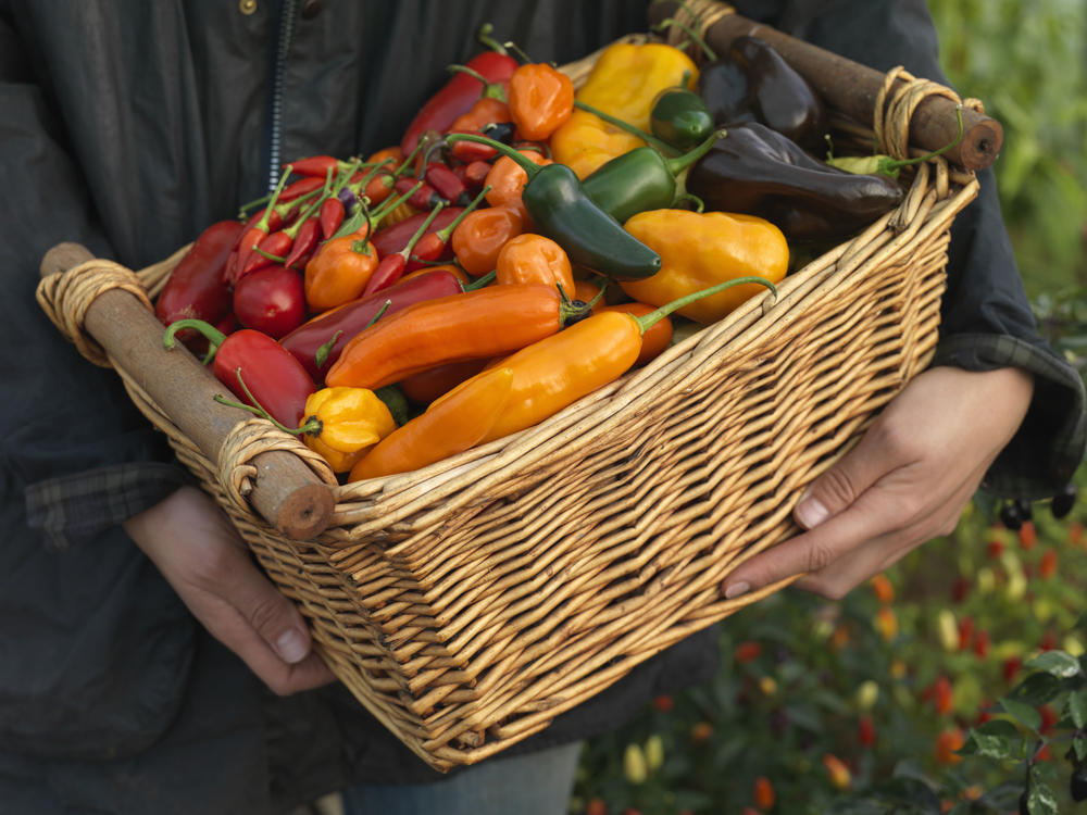 Kapsaicin papričicama daje ne samo ljutinu, nego i posebna lekovita svojstva  