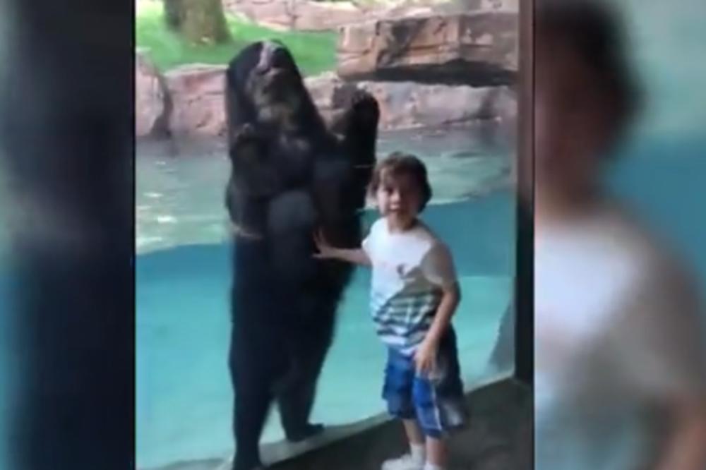 DEČAK JE BIO ODUŠEVLJEN MEDVEDOM: A onda je životinja uradila nešto od čega su svi ZANEMELI! (VIDEO)