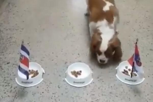 Pas Dani iz Britanije je rekao svoje: Srbija pobeđuje Kostariku! (VIDEO)